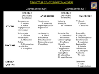 PRINCIPALES MICROORGANISMOS

                    Grampositivos G(+)                        Grampositivos G(-)
               AEROBIO                                   AEROBIO
               (Anaerobio          ANAEROBIO             (Anaerobio           ANAEROBIO
               facultativo)                              facultativo)
           Streptococcus         Streptococcus        Neisseria            Veillonela
               S. mutans             S. anaerobios    Moraxella              V. parvula
COCOS          S. Mitior         Peptostreptococcus       M. catarrhalis     V. alkascens
           Staphylococcus        Peptococcus
           Micrococcus
           Actinomyces           Actinomyces          Actinobacillus       Bacteroides
               A. viscosus           A. israelii         A. actinomyce     B. gingivalis
           Bacterionema          Eubacterium             tencomitans       B. melaninogenicus
               B. Matruchoti     Bifidobacterium      Capnocytophaga       Fusobacterium
           Rothia                Propionibacterium       C. ochracea         F. nucleatum
               R. Dentocariosa   Clostridium          Eikenella            Leptotrichia
BACILOS    Lactobacillus                                 E. corrodens        L. bucalis
               L. acidophilus                         Campylobacter        Selenomona
                                                         C. Spotorum         S. sputigena
                                                      Haemophilus          Wollinella
                                                      H. aphrophilus         W. recta
                                                      H. parainfluenzae

ESPIRO -                                                                   Treponema
                                                                            T. oralis
QUETAS
                                                                            T. macrodentium
 