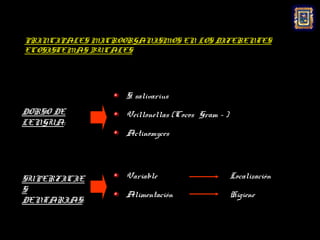 PRINCIPALES MICROORGANISMOS EN LOS DIFERENTES
ECOSISTEMAS BUCALES




                  S. salivarius
DORSO DE          Veillonellas (Cocos Gram - )
LENGUA:
                  Actinomyces




SUPERFICIE        Variable                       Localización
S
                  Alimentación                   Higiene
DENTARIAS:
 