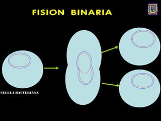 FISION BINARIA




CELULA BACTERIANA
 