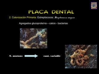 PLACA DENTAL
2. Colonización Primaria: Estreptococos: Streptococcus sanguis

         Agregados glucoproteína – calcio - bacterias




S. mutans                       cant. variable
 