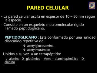PARED CELULAR
- La pared celular oscila en espesor de 10 – 80 nm según
la especie.
- Consiste en un esqueleto macromolecul...