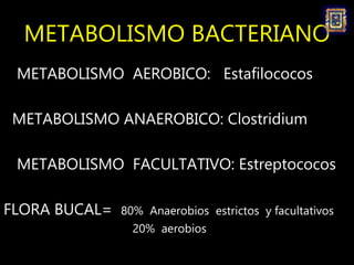 METABOLISMO BACTERIANO
METABOLISMO AEROBICO: Estafilococos
METABOLISMO ANAEROBICO: Clostridium
METABOLISMO FACULTATIVO: Es...