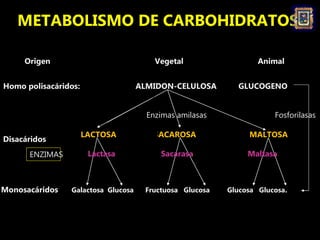 METABOLISMO DE CARBOHIDRATOS
Origen Vegetal Animal
Monosacáridos Galactosa Glucosa Fructuosa Glucosa Glucosa Glucosa.
Disa...
