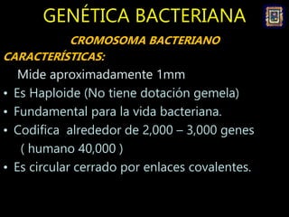 PLÁSMIDOS.
CARACTERÍSTICAS:
- No son necesarios para la vida de la bacteria.
- Elemento genético extra - cromosómico
- Alg...