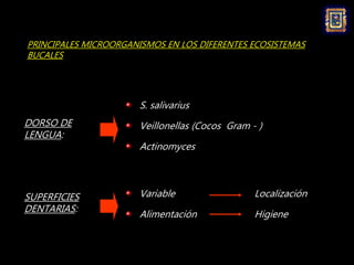 PRINCIPALES MICROORGANISMOS EN LOS DIFERENTES ECOSISTEMAS
BUCALES
SURCO
GINGIVAL
SALIVA
Lactobacillus
Cocos Gram( + )
Acti...