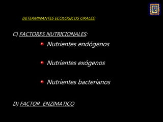 Prevotella, Porphyromonas Ácidos grasos
ASOCIACIONES NUTRICIONALES INTERBACTERIANAS
Treponemas
Lactobacillus, Actinomyces ...
