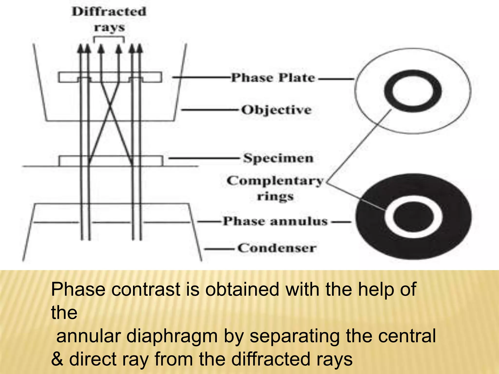 Phase contrast is obtained with the help of 
the 
annular diaphragm by separating the central 
& direct ray from the diffracted rays 
 