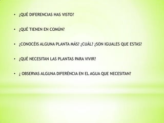 • ¿QUÉ DIFERENCIAS HAS VISTO?


• ¿QUÉ TIENEN EN COMÚN?


• ¿CONOCÉIS ALGUNA PLANTA MÁS? ¿CUÁL? ¿SON IGUALES QUE ESTAS?


• ¿QUÉ NECESITAN LAS PLANTAS PARA VIVIR?


• ¿ OBSERVAS ALGUNA DIFERÉNCIA EN EL AGUA QUE NECESITAN?
 