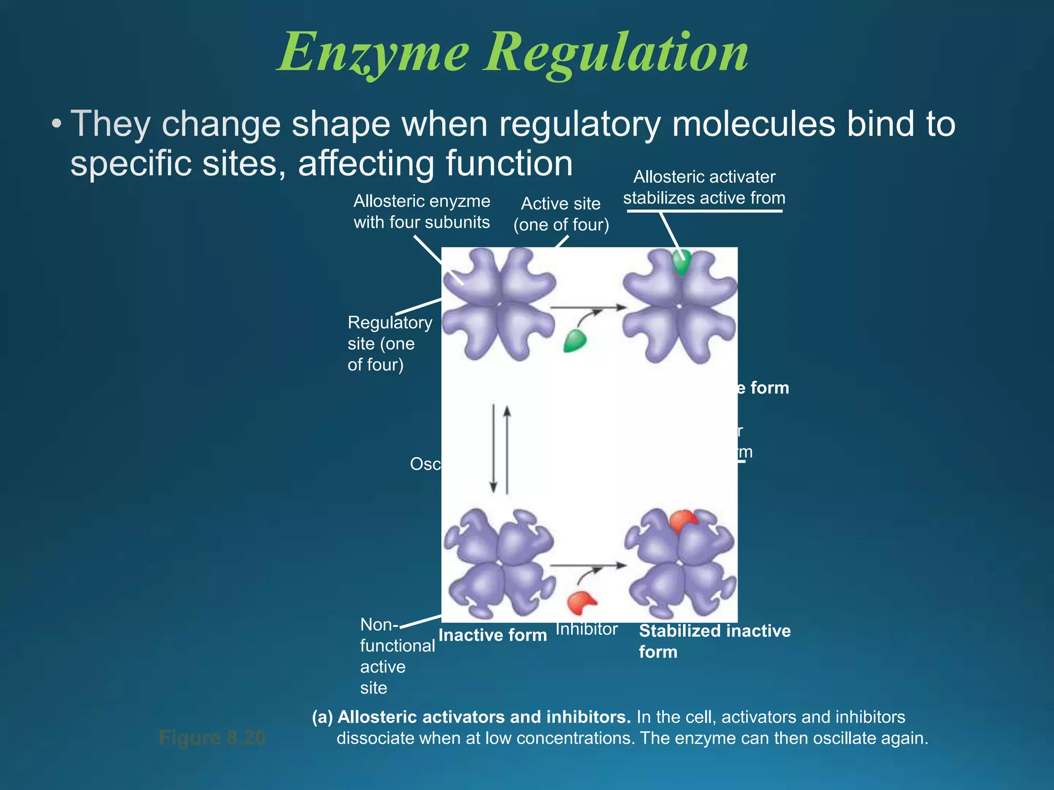 Actvation energy and enzymes | PPTX