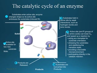 Substrate Induction Actvation energy and enzymes | PPTX