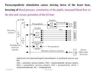 Parasympathetic stimulation causes slowing down of the heart beat,
lowering of blood pressure, constriction of the pupils, increased blood flow to
the skin and viscera, peristalsis of the GI tract
9/15/2019 M K Munde
 