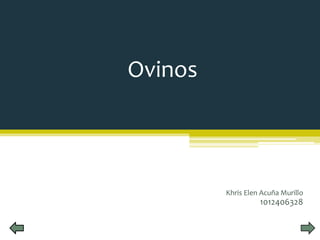 Ovinos 
Khris Elen Acuña Murillo 
1012406328 
 