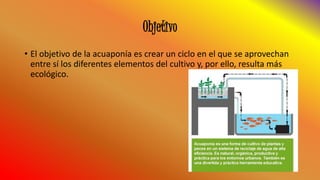 Objetivo
• El objetivo de la acuaponía es crear un ciclo en el que se aprovechan
entre sí los diferentes elementos del cultivo y, por ello, resulta más
ecológico.
 