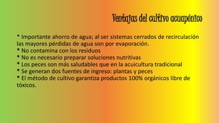 Ventajas del cultivo acuapónico
* Importante ahorro de agua; al ser sistemas cerrados de recirculación
las mayores pérdidas de agua son por evaporación.
* No contamina con los residuos
* No es necesario preparar soluciones nutritivas
* Los peces son más saludables que en la acuicultura tradicional
* Se generan dos fuentes de ingreso: plantas y peces
* El método de cultivo garantiza productos 100% orgánicos libre de
tóxicos.
 
