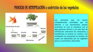 PROCESO DE NITRIFICACIÓN o nutrición de los vegetales
Los alimentos que no fueron
completamente asimilados por los
alevines y sus excrementos poseen
amoniaco, lo cual al mezclarse con el
agua generan Amonio y en esta fase de
nitrificación interviene los nitrosomas y
transforman el amonio en nitritos y los
nitrobacter los convierten en nitratos, los
cuales son absorbidos por los vegetales
para su crecimiento y desarrollo
 