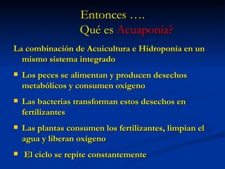 Entonces ….   Qu é es   Acuaponía? La combinaci ón de Acuicultura e Hidroponía en un mismo sistema integrado Los peces se alimentan y producen desechos metabólicos y consumen oxígeno Las bacterias transforman estos desechos en fertilizantes Las plantas consumen los fertilizantes, limpian el agua y liberan oxígeno El ciclo se repite constantemente 