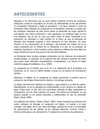6
ANTECEDENTES
Respecto a la información que se pudo obtener referente al tema (la acuaponía,
hidroponía y hasta la acuicultura) en el área de antecedentes en los documentos
“La acuaponía, hidroponía y hasta la acuicultura” y se hace mención a como se
encuentran estos métodos de producción en la actualidad, tomando en cuenta que
los productos obtenidos de esta forma tienen un desarrollo de mayor rapidez lo
cual genera una mayor producción y más ganancias, sin embargo estos no son
muy utilizados hoy en día se cree que estos serán un factor importante en la
producción de alimentos a nivel mundial en el futuro ya que la demanda de
alimento será bastante exigente y será necesaria en ese entonces. Se hace
mención en los documentos de la lechuga y del jitomate, los cueles uno es el
mayor producido por el método de la hidroponía y el otro es un producto de
bastante importancia a nivel mundial a estos métodos en México les hace falta una
mayor eficacia ya que es muy poco el uso de estos métodos.
La hidroponía tiene muchas ventajas comparada con los sistemas de producción
convencionales, no depende de la estación del año, tampoco depende del suelo
que puede tener diferentes características o desbalances y se tienen un mayor
control de plagas (Castilblanco et al., 2009)
La acuaponía es el nombre que se le da a la integración de la acuicultura y la
hidroponía, en el que se cultivan plantas y peces en un sistema de recirculación
cerrado.
Utilizando el método de la acuaponía se puede aprovechar al máximo para la
producción de la tilapia Oreochromis niloticus y la lechuga acrópolis.
La tilapia (Oreochromis niloticus) se adapta a agua salobre y es fácil de cultivar.
Habitualmente no se ve afectada por enfermedades ni por cambios en calidad de
agua. Puede tener un alto ritmo de crecimiento cultivada en altas densidades en
comparación con las otras especies de peces. Por todas sus bondades, es una
especie popular en los países tropicales y subtropicales en vías de desarrollo
(Egna y Boyd 1999).
Los objetivos del estudio “(Egna y Boyd, 1999)” fueron comparar la producción de
cuatro cultivares de lechuga en acuaponía con tilapia, en cuanto a el peso
completo, del follaje, de la raíz, altura del follaje, longitud de la raíz y el porcentaje
de sobrevivencia de las plantas de los cultivares Maximus, Locarno, Versai y
Kristine sembradas a una densidad de 11 plantas/m2 por lámina de poliestireno.
 