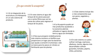 1-1 Es la integración de la
acuicultura y la hidroponía
en un solo sistema de
producto.
1-3 Para que prospere simbólicamente
este sistema contiene un biofiltro que
proporciona un lugar para las bacterias
que ayuda a convertir el amoniaco este
es toxico para los peces en nitrato un
fertilizante para las plantas
1-2 En este sistema el agua del
tanque de los peces pasa por
uno o varios filtros que son las
camas de cultivo para regresar al
tanque de los peces. 1-4 La Acuaponía puede ser
más productiva ayudando a
la economía además
utilizada en lugares donde la
tierra y agua son ilimitadas.
¿En que consiste la acuaponía?
1-5 Este sistema incluye dos
o más componentes que
son peces, vegetales y
plantas.
1-6 En este sistema se suelen
cultivar Lechuga, espinacas,
albahaca, menta; algunos más
desarrollados cultivan
guisantes, tomates, pepino,
chiles, pimientos
 