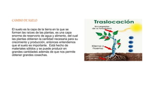 CAMBIO DE SUELO
El suelo es la capa de la tierra en la que se
forman las raíces de las plantas, es una capa
enorme de reservorio de agua y alimento, del cual
las plantas obtienen la cantidad necesaria para su
crecimiento y producción, entonces entendemos
que el suelo es importante. Está hecho de
materiales sólidos y se puede producir en
grandes cantidades además de que nos permite
obtener grandes cosechas.
 
