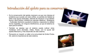 Introducción del ajolote para su conservación
• Es la conservación del ajolote mexicano ya que nos interesa el
problema que sucede con este anfibio, su perdida de hábitat se
debe a las aguas residuales, además de introducir a sus hábitas
fauna y flora exótica. ámbitos por ejemplo:-Médicos - Biológicos
- Culturales Asimismo ayudará al sistema, mejorando la calidad
de los vegetales, sin ninguna interferencia, ya que el sistema es
apto para el anfibio.
• También se plantea que el sistema pueda cultivar otras
hortalizas como jitomates, chiles, fresas, con la ayuda del
ajolote Mexicano y más desarrollo de este sistema.
• Pensando en impartir un taller a la comunidad de Emilio Portes
Gil, sobre la importancia de este sistema.
 