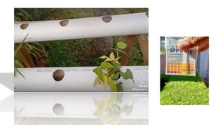 acuaponia presentacion.pptx