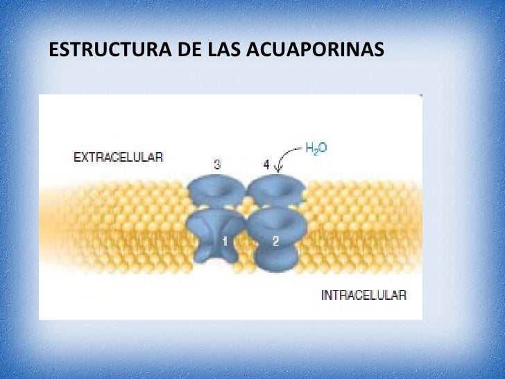 Acuaporinas1