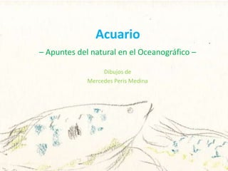 Acuario
– Apuntes del natural en el Oceanográfico –
Dibujos de
Mercedes Peris Medina
 