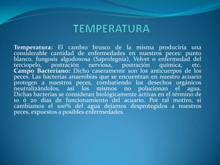 Temperatura: El cambio brusco de la misma produciría una
considerable cantidad de enfermedades en nuestros peces: punto
blanco, fungosis algodonosa (Saprolegnia), Velvet o enfermedad del
terciopelo,
postración
nerviosa,
postración
química,
etc.
Campo Bacteriano: Dicho caseramente son los anticuerpos de los
peces. Las bacterias anaerobias que se encuentran en nuestro acuario
protegen a nuestros peces, combatiendo los desechos orgánicos
neutralizándolos, así los mismos no polucionan el agua.
Dichas bacterias se consideran biológicamente activas en el término de
10 ó 20 días de funcionamiento del acuario. Por tal motivo, si
cambiamos el 100% del agua dejamos desprotegidos a nuestros
peces, expuestos a posibles enfermedades.

 