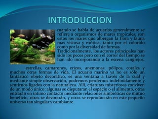 cuando se habla de acuarios generalmente se
refiere a organismos de mares tropicales, son
estos los mares que albergan la flora y fauna
mas vistosa y exótica, tanto por el colorido
como por la diversidad de formas.
Tradicionalmente, los actores principales han
sido los peces pero con el correr del tiempo se
han ido incorporando a la escena cangrejos,
estrellas, camarones, erizos, anemonas, pólipos, corales y
muchos otras formas de vida. El acuario marino ya no es sólo un
fantástico objeto decorativo, es una ventana a través de la cual y
mediante simple observación, podremos perdernos indefinidamente y
sentirnos ligados con la naturaleza. Allí, criaturas misteriosas conviven
de un modo único: algunas se disputaran el espacio o el alimento, otras
entrarán en íntimo contacto mediante relaciones simbióticas de mutuo
beneficio, otras se devorarán, y otras se reproducirán en este pequeño
universo tan singular y cambiante.

 
