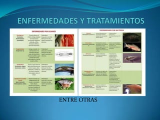 ENTRE OTRAS

 