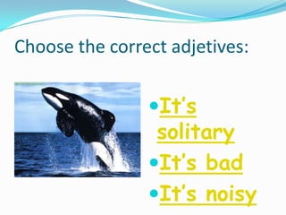 Choose the correct adjetives:
It’s
solitary
It’s bad
It’s noisy