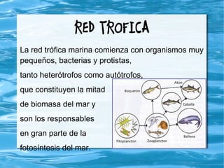 RED TROFICA
La red trófica marina comienza con organismos muy
pequeños, bacterias y protistas,
tanto heterótrofos como autótrofos,
que constituyen la mitad
de biomasa del mar y
son los responsables
en gran parte de la
fotosíntesis del mar.
 