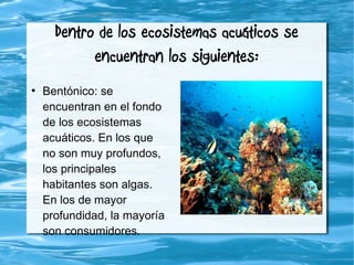 Dentro de los ecosistemas acuáticos se
encuentran los siguientes:
●
Bentónico: se
encuentran en el fondo
de los ecosistemas
acuáticos. En los que
no son muy profundos,
los principales
habitantes son algas.
En los de mayor
profundidad, la mayoría
son consumidores.
 