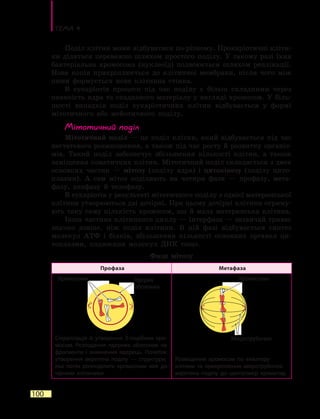 Тема 4
100
Поділ клітин може відбуватися по-різному. Прокаріотичні кліти-
ни діляться переважно шляхом простого поділу. У такому разі їхня
бактеріальна хромосома (нуклеоїд) подвоюється шляхом реплікації.
Нова копія прикріплюється до клітинної мембрани, після чого між
ними формується нова клітинна стінка.
В еукаріотів процеси під час поділу є більш складними через
наявність ядра та спадкового матеріалу у вигляді хромосом. У біль-
шості випадків поділ еукаріотичних клітин відбувається у формі
мітотичного або мейотичного поділу.
Мітотичний поділ
Мітотичний поділ — це поділ клітин, який відбувається під час
нестатевого розмноження, а також під час росту й розвитку організ-
мів. Такий поділ забезпечує збільшення кількості клітин, а також
заміщення соматичних клітин. Мітотичний поділ складається з двох
основних частин — мітозу (поділу ядра) і цитокінезу (поділу цито-
плазми). А сам мітоз поділяють на чотири фази  — профазу, мета-
фазу, анафазу й телофазу.
В еукаріотів у результаті мітотичного поділу з однієї материнської
клітини утворюються дві дочірні. При цьому дочірні клітини отриму-
ють таку саму кількість хромосом, що й мала материнська клітина.
Інша частина клітинного циклу — інтерфаза — зазвичай триває
значно довше, ніж поділ клітини. В цій фазі відбувається синтез
молекул АТФ і білків, збільшення кількості основних органел ци-
топлазми, подвоєння молекул ДНК тощо.
Фази мітозу
Профаза Метафаза
Спіралізація й утворення X-подібних хро-
мосом. Розпадання ядерних оболонок на
фрагменти і зникнення ядерець. Початок
утворення веретена поділу — структури,
яка потім розподілить хромосоми між до-
чірніми клітинами
Розміщення хромосом по екватору
клітини та прикріплення мікротрубочок
веретена поділу до центромер хроматид
Хромосоми Ядерна
оболонка
Мікротрубочки
Хромосоми
 