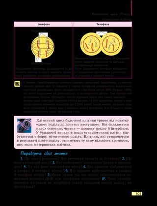 Клітинний цикл. Мітоз
101
Анафаза Телофаза
Роз’єднання хроматид, розходження їх до
полюсів клітини. Із цього моменту хрома-
тиди називають дочірніми хромосомами
Зникнення веретена поділу. Формування
нових ядерних оболонок та ядерець,
деспіралізація хромосом.
Після завершення телофази відбуваєть-
ся розділення цитоплазми (цитокінез)
та  утворення дочірніх клітин
У деяких спеціалізованих клітинах окремих організмів (наприклад, у слинних
залозах деяких мух та комарів) у період інтерфази утворюються велетенські
політенні хромосоми. Вони складаються з багатьох ниток ДНК (більше 1000),
які після подвоєння не розходяться, а залишаються разом. Такі хромосоми
дозволяють значно збільшити синтез окремих білків або інших молекул.
Велике ядро інфузорії Oxytricha trifallax містить 16 000 хромосом, кожна з яких
представлена великою кількістю (до 2 000) копій. Таким чином, загальна кіль-
кість хромосом у цьому ядрі становить кілька мільйонів. Але більшість таких
хромосом містять лише по одному гену.
Клітинний цикл будь-якої клітини триває від початку
одного поділу до початку наступного. Він складається
з двох основних частин — процесу поділу й інтерфази.
У більшості випадків поділ еукаріотичних клітин від-
бувається у формі мітотичного поділу. Клітини, які утворюються
в результаті цього поділу, отримують ту саму кількість хромосом,
яку мала материнська клітина.
Перевірте свої знання
1. Що таке хромосома? Які речовини входять до її складу? 2. Що
таке клітинний цикл? 3. Які особливості клітинного циклу в прокарі-
отів? 4. На які фази поділяється мітоз? 5. Які процеси відбуваються
в  профазі й метафазі мітозу? 6. Які процеси відбуваються в анафазі
й телофазі мітозу? 7. Яким чином під час мітозу забезпечується од-
наковий розподіл ДНК між дочірніми клітинами? 8*. Чому прокарі-
отичним клітинам не потрібний такий складний спосіб поділу, як
мітотичний?
Хроматиди
Мікротрубочки
Дочірні клітини
Закінчення таблиці
 