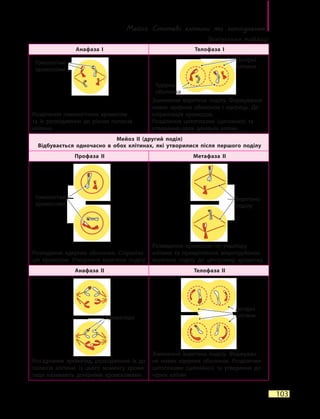 Мейоз. Статеві клітини та  запліднення
103
Анафаза I Телофаза I
Розділення гомологічних хромосом
та їх розходження до різних полюсів
клітини
Зникнення веретена поділу. Формування
нових ядерних оболонок і ядерець. Де­
спіралізація хромосом.
Розділення цитоплазми (цитокінез) та
утворення двох дочірніх клітин
Мейоз II (другий поділ)
Відбувається одночасно в обох клітинах, які утворилися після першого поділу
Профаза II Метафаза II
Розпадання ядерних оболонок. Спіраліза-
ція хромосом. Утворення веретена поділу
Розміщення хромосом по екватору
клітини та прикріплення мікротрубочок
веретена поділу до центромер хроматид
Анафаза II Телофаза II
Роз’єднання хроматид, розходження їх до
полюсів клітини. Із цього моменту хрома-
тиди називають дочірніми хромосомами
Зникнення веретена поділу. Формуван-
ня нових ядерних оболонок. Розділення
цитоплазми (цитокінез) та утворення до-
чірніх клітин
Гомологічні
хромосоми
Гомологічні
хромосоми
Хроматиди
Дочірні
клітини
Дочірні
клітини
Ядерна
оболонка
Веретено
поділу
Закінчення таблиці
 