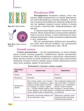Тема 4
104
Рекомбінація ДНК
Рекомбінацією називають процес, коли лан-
цюжки ДНК розриваються на окремі фрагменти,
які потім об’єднуються в іншому порядку. У кліти-
нах еукаріотів рекомбінація зазвичай відбувається
під час профази першого поділу мейозу й  відома
під назвою «кросинговер» (перехрещування хро-
мосом).
У кросинговері беруть участь гомологічні хро-
мосоми. Вони розрізаються спеціальними фермен-
тами в кількох місцях, а потім обмінюються одна-
ковими ділянками і знову зшиваються ферментами
в цілу хромосому.
Під час кросинговеру відбувається рекомбіна-
ція генів обох батьків особини, які розташовані
у  гомологічних хромосомах (мал. 26.1).
Статеві клітини
Статеве розмноження — це тип розмноження, за якого утворю-
ються статеві клітини (гамети) і відбувається процес запліднення.
Статеві клітини (мал. 26.2) утворюються в результаті гаметогенезу.
Вони містять тільки по одній хромосомі з кожної пари гомологічних
хромосом. Статеві клітини в різних групах живих організмів можуть
мати різні розміри, форму й рухливість.
Особливості статевих клітин ссавців
Характерис-
тика
Сперматозоїд Яйцеклітина
Розмір Малий Велика
Рухливість Рухливий Нерухома
Особливості
будови
Має головку, шийку і хвіст. Головка
майже повністю складається з ядра,
вкритого тонким шаром цитоплаз-
ми. Спереду на головці є акросо-
ма  — гострий твердий горбик, який
містить фермент, що сприяє проник-
ненню сперматозоїда в яйцеклітину
Має особливий поверхневий
шар цитоплазми і спеціальні
оболонки, що її покривають.
Містить запасні поживні
речовини у вигляді жовтка,
необхідні для розвитку ново-
го організму
Функції
Доставляє генетичний матеріал сам-
ців до яйцеклітин самок
Забезпечує початкові етапи
розвитку нового організму
поживними речовинами
Мал. 26.1. Кросинговер
Мал. 26.2. Статеві клітини
ссавців
 