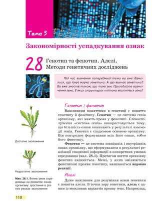 110
Під час вивчення попередньої теми ви вже дізна-
лися, що існує наука генетика. А що вивчає генетика?
Ви вже знаєте також, що таке ген. Пригадайте визна-
чення гена. У яких структурах клітини містяться гени?
28Генотип та фенотип. Алелі.
Методи генетичних досліджень
Генотип і фенотип
Важливими поняттями в генетиці є поняття
генотипу й фенотипу. Генотип — це система генів
організму, які мають прояв у фенотипі. Словоспо-
лучення «система генів» використовується тому,
що більшість ознак виникають у результаті взаємо-
дії генів. Генотип є спадковою основою організму.
Він контролює формування всіх його ознак, тобто
його фенотипу.
Фенотип — це система зовнішніх і внутрішніх
ознак організму, що сформувалися в результаті ре-
алізації спадкової інформації в конкретних умовах
середовища (мал. 28.1). Протягом життя організму
фенотип змінюється. Межі, у яких змінюються
фенотипові прояви генотипу, називаються нормою
реакції.
Алелі
Дуже важливим для розуміння основ генетики
є поняття алеля. З точки зору генетики, алель є од-
ним із можливих варіантів прояву гена. Наприклад,
Тема 5
Закономірності успадкування ознак
Мал. 28.1. Вплив умов сере­
довища на розвиток ознак
організму: зростання в різ­
них умовах зволоження
Достатнє зволоження
Недостатнє зволоження
 