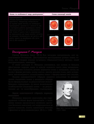 Закони Менделя
115
Назва та особливості виду домінування Схема взаємодії алелів
Кодомінування
Обидва варіанти ознаки проявляються
одночасно. Наприклад, гетерозигота
за групою крові містить на мембранах
еритроцитів і антиген A, і антиген B, які
є наслідком роботи відповідних алелів,
одночасно (алелі A і B є кодомінантни-
ми). Алель 0 цього гена є рецесивним
по відношенню до інших алелів і антиген
не утворює. Гетерозиготи, які містять цей
алель, мають на мембранах або анти-
ген  A, або антиген B
Дослідження Г. Менделя
Грегор Мендель (мал. 29.1) був чеським священиком, але за-
хоплювався ботанікою. Досліджуючи наслідування різних ознак го-
роху, він створив основи сучасного гібридологічного методу, який
використовують генетики.
У своїх дослідах Г. Мендель упевнився, що кожен із батьків
обов’язково передає один із алелів кожного свого гена нащадкам.
Він порахував кількість різних варіантів ознак у нащадків, таких як
колір і форма насінин, колір квіток, висота рослин тощо, зміг устано-
вити закономірності успадкування ознак і сформулював свої закони.
Закони одноманітності гібридів першого покоління та розщеп­
лення спадкових ознак у нащадків гібрида
були сформульовані за результатами моногі-
бридних схрещувань. А закон незалежного
комбінування спадкових ознак — за резуль-
татами ди- та полігібридних схрещувань.
Закон однотипності гібридів першого
покоління
Нащадки першого покоління від схре-
щування стійких форм (організмів, у яких
певна ознака проявлялася незмінно протя-
гом багатьох поколінь), які відрізняються за
однією ознакою, мають однаковий генотип
і фенотип за цією ознакою (мал. 29.2, с. 116).
антиген A антиген B
антигени A і B антигени відсутні
група крові A група крові B
група крові AB група крові 0
Мал. 29.1. Грегор Мендель
(1822–1884)
Закінчення таблиці
 