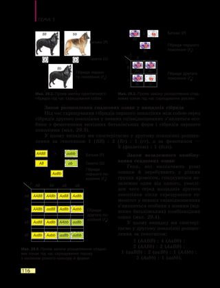 Тема 5
116
Закон розщеплення спадкових ознак у  нащадків гібрида
Під час схрещування гібридів першого покоління між собою серед
гібридів другого покоління у певних співвідношеннях з’являться осо-
бини з фенотипами вихідних батьківських форм і гібридів першого
покоління (мал. 29.3).
У цьому випадку ми спостерігаємо у другому поколінні розщеп­
лення за генотипом 1  (RR)  :  2  (Rr)  :  1  (rr), а за фенотипом —
3  (фіо­летові)  :  1 (білі).
Закон незалежного комбіну-
вання спадкових ознак
Гени, які визначають різні
ознаки й перебувають у різних
групах хромосом, спадкуються не-
залежно один від одного, унаслі-
док чого серед нащадків другого
покоління після схрещування го-
мозигот у певних співвідношеннях
з’являються особини з новими (від-
носно батьківських) комбінаціями
ознак (мал. 29.4).
У цьому випадку ми спостері-
гаємо у другому поколінні розщеп­
лення за генотипом:
1 (AABB)  :  4 (AaBb)  :
2 (AABb)  :  2 (AaBB)  : 
1 (aaBB)  : 2 (aaBb)  : 1  (AAbb)  : 
2 (Aabb)  : 1 (aabb),
Мал. 29.2. Прояв закону однотипності
гібридів під час схрещування собак
Мал. 29.3. Прояв закону розщеплення спад-
кових ознак під час схрещування рослин
Батьки (P)
Гібриди першого
покоління (F1
)
Гібриди другого
покоління (F2
)
B b
Батьки (P)
Гамети (G)
Гібриди першо-
го покоління (F1
)
Bb
BB bb
AABB AABb AaBB AaBb
AABb aaBB AaBb Aabb
AaBB AaBb AAbb aaBb
AaBb Aabb aaBb aabb
Батьки (P)
Гібриди
пер­шого по-
коління (F1
)
Гібриди
другого по-
коління (F2
)
Мал. 29.4. Прояв закону розщеплення спадко-
вих ознак під час схрещування гороху
з насінням різного кольору й форми
Гамети (G)
AABB
AB
AB
AB Ab aB ab
Ab
aB
ab
aabb
ab
AaBb
RR Rr
Rr rr
r
R
R
Rr
rrRR
r
 