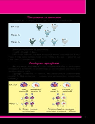119
Розщеплення за генотипом
Запис розщеплення за генотипом:
1 (AA) : 2 (Aa) : 1 (aa).
Цей запис означає, що всіх нащадків можна поділити на 4 час-
тини. З них одна частина буде мати генотип AA, дві — генотип Aa
і ще одна — генотип aa.
Аналізуюче схрещування
Аналізуюче схрещування – це схрещування особини з невідомим
генотипом з особиною, гомозиготною за рецесивними алелями всіх
досліджуваних генів.
Пурпурні пелюстки — ознака, яка визначається домінантним
алелем Р. Білі пелюстки — ознака, яка визначається рецесивним
алелем р.
якщо
генотип BB
якщо
генотип Bb
рецесивна го-
мозигота bb
рецесивна го-
мозигота bb
Усі гібриди з пурпурни-
ми пелюстками
Половина гібридів з пурпурними
пелюстками, а половина — з білими
Батьки (P)
Гібриди (F1
)
Батьки (P)
Гібриди (F1
)
Гібриди (F2
)
АА аа
Аа
АА Аа Аа аа
Генотип АА — чорне, Aa — сіре, аа — біле забарвлення
B B
b
Bb Bb
b
Bb Bb
B b
b
Bb bb
b
Bb bb
 
