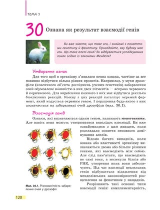 Тема 5
120
Ви вже знаєте, що таке ген, і знайомі з поняття-
ми генотипу й фенотипу. Пригадайте, яку будову має
ген. Що таке алелі гена? Як відбувається успадкування
ознак згідно із законами Менделя?
30Ознака як результат взаємодії генів
Утворення ознак
Для того щоб в організму з’явилася певна ознака, частіше за все
повинно відбутися кілька різних процесів. Наприклад, у мухи дрозо-
філи (класичного об’єкта досліджень учених-генетиків) забарвлення
очей обумовлене наявністю в них двох пігментів — яскраво-червоного
й коричневого. Для вироблення кожного з них має відбутися декілька
біохімічних реакцій. Кожну з цих реакцій каталізує окремий фер-
мент, який кодується окремим геном. І порушення будь-якого з них
позначається на забарвленні очей дрозофіли (мал. 30.1).
Взаємодія генів
Ознаки, які визначаються одним геном, називають моногенними.
Але навіть вони можуть утворюватися внаслідок взаємодії. Ви вже
ознайомилися з цим явищем, коли
розглядали поняття неповного домі-
нування алелів.
Відомо багато випадків, коли
ознака або властивості організму ви-
значаються двома або більше різними
генами, які взаємодіють між собою.
Але слід пам’ятати, що взаємодіють
не самі гени, а молекули білків або
РНК, утворення яких вони забезпе-
чують. Під час взаємодії неалельних
генів відбувається відхилення від
менделівських закономірностей роз-
щеплення за фенотипом у нащадків.
Розрізняють такі основні типи
взаємодії генів: комплементарність,
Мал. 30.1. Різноманітність забарв-
лення очей у дрозофіл
 