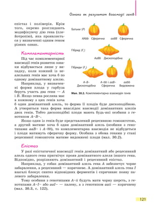 Ознака як результат взаємодії генів
121
епістаз і полімерія. Крім
того, окремо розглядають
модифікуючу дію гена (пле-
йотропію), яка проявляєть-
ся у визначенні одним геном
різних ознак.
Комплементарність
Під час комплементарної
взаємодії генів розвиток озна-
ки відбувається лише у  ви-
падку, коли кожний із не-
алельних генів має хоча б по
одному домінантному алелю.
Наприклад, у визначен-
ні форми плода у гарбуза
беруть участь два гени — A
і B. Якщо певна рослина має
в кожному з цих генів хоча
б один домінантний алель, то форма її плодів буде дископодібною.
А утвориться така форма внаслідок взаємодії домінантних алелів
двох генів. Тобто дископодібні плоди мають будь-які особини з ге-
нотипом A–B–.
Якщо один із генів буде представлений рецесивною гомозиготою,
а другий матиме хоча б один домінантний алель (особини з гено-
типами aaB– і A–bb), то комплементарна взаємодія не відбудеться
і  плоди матимуть сферичну форму. Особина з обома генами у стані
рецесивної гомозиготи матиме видовжені плоди (мал. 30.2).
Епістаз
У разі епістатичної взаємодії генів домінантний або рецесивний
алель одного гена пригнічує прояв домінантного алеля іншого гена.
Відповідно, розрізняють домінантний і рецесивний епістаз.
Наприклад, у собак домінантний алель гена A забезпечує чорне
забарвлення, а рецесивний — коричневе. А домінантний алель гена І
взагалі блокує синтез відповідних ферментів і спричиняє появу па-
левого забарвлення.
Тому особини з генотипами A–іі будуть мати чорну шерсть, з ге-
нотипами A–І– або aaІ– — палеву, а з генотипом aaіі — коричневу
(мал. 30.3, с. 122).
Мал. 30.2. Комплементарна взаємодія генів
AAbb Сферична aaBB Сферична
AaBb Дископодібна
A–B–
Дископодібна
A–bb і aaB–
Сферична
aabb
Видовжена
Батьки (P)
Гібрид (F1
)
Гібриди (F2
)
 