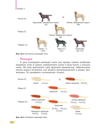 Тема 5
122
Полімерія
У разі полімерної взаємодії генів для прояву ознаки необхідна
наявність хоча б одного домінантного алеля в будь-якого з кількох
генів. Ці гени виконують одну функцію (наприклад, забезпечують
синтез одного пігменту), але можуть розташовуватися в різних хро-
мосомах. Їх називають полімерними генами.
Мал. 30.3. Епістатична взаємодія генів
Мал. 30.4. Полімерна взаємодія генів
Батьки (P)
Батьки (P)
Гібрид (F1
)
Гібрид (F1
)
Гібриди (F2
)
Гібриди (F2
)
×
×
Коричневе забарвлення шерсті
aaii
Палеве забарвлення шерсті
AAII
Палеве забарвлення шерсті
AaIi
Палеві ––I–
12/16
Чорні A–ii
3/16
Коричневі
aaii 1/16
Темно-червоний
Червоний
Темнувато-червоний
Темно-червоний Світло-червоний
Білий
Білий
a1
a1
a2
a2
A1
a1
A2
a2
A1
A1
A2
A2
A1
A1
A2
A2
A1
a1
a2
a2
a1
a1
A2
a2
A1
A1
A2
a2
A1
a1
A2
A2
a1
a1
a2
a2
Червоний
A1
a1
A2
a2
A1
A1
a2
a2
a1
a1
A2
A2
 
