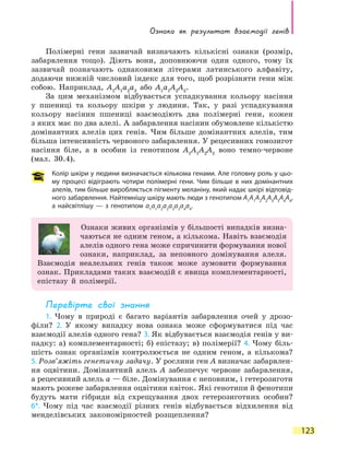Ознака як результат взаємодії генів
123
Полімерні гени зазвичай визначають кількісні ознаки (розмір,
забарвлення тощо). Діють вони, доповнюючи один одного, тому їх
зазвичай позначають однаковими літерами латинського алфавіту,
додаючи нижній числовий індекс для того, щоб розрізняти гени між
собою. Наприклад, A1
A1
а2
а2
або A1
а1
A2
A2
.
За цим механізмом відбувається успадкування кольору насіння
у пшениці та кольору шкіри у людини. Так, у разі успадкування
кольору насінин пшениці взаємодіють два полімерні гени, кожен
з яких має по два алелі. А забарвлення насінин обумовлене кількістю
домінантних алелів цих генів. Чим більше домінантних алелів, тим
більша інтенсивність червоного забарвлення. У рецесивних гомозигот
насіння біле, а в особин із генотипом A1
A1
A2
A2
воно темно-червоне
(мал. 30.4).
Колір шкіри у людини визначається кількома генами. Але головну роль у цьо-
му процесі відіграють чотири полімерні гени. Чим більше в них домінантних
алелів, тим більше виробляється пігменту меланіну, який надає шкірі відповід-
ного забарвлення. Найтемнішу шкіру мають люди з генотипом А1
А1
А2
А2
А3
А3
А4
А4
,
а найсвітлішу — з генотипом а1
а1
а2
а2
а3
а3
а4
а4
.
Ознаки живих організмів у більшості випадків визна-
чаються не одним геном, а кількома. Навіть взаємодія
алелів одного гена може спричинити формування нової
ознаки, наприклад, за неповного домінування алеля.
Взаємодія неалельних генів також може зумовити формування
ознак. Прикладами таких взаємодій є явища комплементарності,
епістазу й полімерії.
Перевірте свої знання
1. Чому в природі є багато варіантів забарвлення очей у дрозо-
філи? 2. У якому випадку нова ознака може сформуватися під час
взаємодії алелів одного гена? 3. Як відбувається взаємодія генів у ви-
падку: а)  комплементарності; б) епістазу; в) полімерії? 4. Чому біль-
шість ознак організмів контролюється не одним геном, а кількома?
5. Розв’яжіть генетичну задачу. У рослини ген A визначає забарвлен-
ня оцвітини. Домінантний алель A забезпечує червоне забарвлення,
а рецесивний алель а — біле. Домінування є неповним, і гетерозиготи
мають рожеве забарвлення оцвітини квіток. Які генотипи й фенотипи
будуть мати гібриди від схрещування двох гетерозиготних особин?
6*. Чому під час взаємодії різних генів відбувається відхилення від
менделівських закономірностей розщеплення?
 