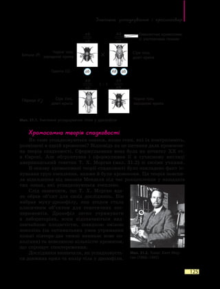 Зчеплене успадкування і кросинговер
125
Хромосомна теорія спадковості
Як саме успадковуються ознаки, якщо гени, які їх контролюють,
розміщені в одній хромосомі? Відповідь на це питання дала хромосом-
на теорія спадковості. Сформульована вона була на початку ХХ  ст.
в Європі. Але обґрунтував і сформулював її в сучасному вигляді
американський генетик Т. Х. Морган (мал. 31.2) зі своїми учнями.
В основу хромосомної теорії спадковості було покладено факт іс-
нування груп зчеплення, якими й були хромосоми. Ця теорія поясни-
ла відхилення від законів Менделя під час розщеплення у нащадків
тих ознак, які успадковуються зчеплено.
Слід зазначити, що Т. X. Морган вда-
ло обрав об’єкт для своїх досліджень. Він
вибрав муху-дрозофілу, яка згодом стала
класичним об’єктом для генетичних екс-
периментів. Дрозофіл легко утримувати
в  лабораторіях, вони відзначаються над-
звичайною плодючістю, швидкою зміною
поколінь (за оптимальних умов утримання
кожні півтора-два тижні виникає нове по-
коління) та невеликою кількістю хромосом,
що спрощує спостереження.
Дослідники визначали, як успадковуєть-
ся довжина крил та колір тіла у дрозофіли.
Мал. 31.1. Зчеплене успадкування генів у дрозофіли
Чорне тіло,
зародкові крила
Сіре тіло,
довгі крила
Гамети (G)
Гомологічні хромосоми
зі зчепленими генами
Сіре тіло,
довгі крила
Чорне тіло,
зародкові крила
Мал. 31.2. Томас Хант Мор-
ган (1866–1945)
Батьки (P)
Гібриди (F1
)
×
ab abAB
AB
ab
AB
ab
ab
ab
ab
ab
1 : 1
 