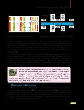 Зчеплене успадкування і кросинговер
127
ні карти хромосом. Генетичною картою хромосоми називають її
графічне зображення з позначеним на ньому розташуванням генів.
На карті позначаються назви генів, відстані між генами та іноді
місце розташування центромери. На картах можуть показувати не
тільки звичайні алелі відповідних генів, але і їхні мутантні форми
(мал.  31.4).
Генетичні карти хромосом особливо докладно складені для хро-
мосом дрозофіли і кукурудзи, з якими генетики працюють уже
багато років. Складені вони для хромосом людини та багатьох
домашніх тварин і культурних рослин. Ці карти мають велике
значення для селекційної роботи й діагностики важких спадкових
захворювань людини.
Особливості розташування генів у хромосомах та меха-
нізми їх зчепленого успадкування описує хромосомна
теорія спадковості. Гени, що містяться в одній хромо-
сомі, утворюють так звану групу зчеплення й успад­
ковуються разом. Зазвичай зчеплення не є повним. Порушення
зчеплення пояснюється явищем кросинговеру.
Перевірте свої знання
1. Що таке група зчеплення? 2. Які основні положення хромо-
сомної теорії спадковості? 3. Що таке кросинговер? 4. Чому дрозофі-
ла виявилася дуже зручним об’єктом для генетичних досліджень?
5*.  Деякі гени гороху містяться в одній хромосомі, але їх успадку-
вання відбувається згідно із законами Г. Менделя, тобто незалежно.
Поясніть, яким чином це можливо.
Мал. 31.4. Карта однієї з хромосом дрозофілиМал. 31.3. Множинний кросинговер
Червоні
очі
Червоні
очі
Пурпурні
очі
Нормальні
крила
Сіре
тіло
Зачаткові
крила
Чорне
тіло
Коричневі
очі
Нормальні
ознаки
Мутантні
ознаки
X
Y
Z
x
y
z
x
Y
Z
x
y
z
X
y
z
X
y
Z
x
Y
z
x
Y
Z
48,50 54,5 65,5 104
 