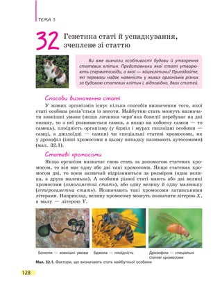 Тема 5
128
Ви вже вивчали особливості будови й утворення
статевих клітин. Представники якої статі утворю-
ють сперматозоїди, а якої — яйцеклітини? Пригадайте,
які переваги надає наявність у живих організмів різних
за будовою статевих клітин і, відповідно, двох статей.
32Генетика статі й успадкування,
зчеплене зі статтю
Способи визначення статі
У живих організмів існує кілька способів визначення того, якої
статі особина розів’ється із зиготи. Майбутню стать можуть визнача-
ти зовнішні умови (якщо личинка черв’яка бонелії перебуває на дні
океану, то з неї розвивається самка, а якщо на хоботку самки  — то
самець), плоїдність організму (у бджіл і мурах гаплоїдні особини  —
самці, а диплоїдні — самки) чи спеціальні статеві хромосоми, як
у дрозофіл (інші хромосоми в цьому випадку називають аутосомами)
(мал. 32.1).
Статеві хромосоми
Якщо організм визначає свою стать за допомогою статевих хро-
мосом, то він має одну або дві такі хромосоми. Якщо статевих хро-
мосом дві, то вони зазвичай відрізняються за розміром (одна вели-
ка, а друга маленька). А особини різної статі мають або дві великі
хромосоми (гомогаметна стать), або одну велику й одну маленьку
(гетерогаметна стать). Позначають такі хромосоми латинськими
літерами. Наприклад, велику хромосому можуть позначати літерою X,
а малу  — літерою Y.
Бонелія — зовнішні умови Бджола — плоїдність Дрозофіла — спеціальні
ста­теві хромосоми
Мал. 32.1. Фактори, що визначають стать майбутньої особини
 