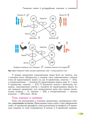 Генетика статі й успадкування, зчеплене зі статтю
129
У різних організмів гомогаметною може бути як жіноча, так
і чоловіча стать. Наприклад, у ссавців і мух гомогаметною є жіноча
стать (її представники мають по дві X-хромосоми, генотип — XX),
а гетерогаметною — чоловіча (її представники мають одну X- і одну
Y-хромосоми, генотип — XY). У більшості птахів і метеликів, на-
впаки, гомогаметною статтю є чоловіча (її представники мають по
дві однакові хромосоми, але позначаються вони вже іншою латин-
ською літерою — Z, генотип — ZZ), а гетерогаметною — жіноча
(генотип  — ZW) (мал. 32.2).
Гени, зчеплені зі статтю
Гени, які розташовані у статевих хромосомах, називаються гена-
ми, зчепленими зі статтю. Прикладами таких генів є гени забарвлення
очей у Х-хромосомі дрозофіли, гени дальтонізму й гемофілії в Х-хромо­
сомі людини та гени гіпертрихозу й іхтіозу в Y-хромосомі людини.
Мал. 32.2. Утворення гамет різними варіантами гомо- і гетерогаметної статі
Чоловік XY
ZZ ZW
Каріотип
Каріотип
Гамети
Гамети
Зигота
Зигота
Особини чоловічої статі (півники) Особини жіночої статі (курки)
XX
XX
Y
XX
ZZ
ZZ
Z
Z
ZW
ZW
W
XY
XY
Дівчинка Хлопчик
Жінка XX
 