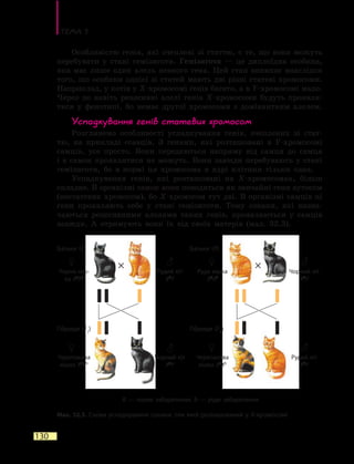 Тема 5
130
Особливістю генів, які зчеплені зі статтю, є те, що вони можуть
перебувати у стані гемізиготи. Гемізигота — це диплоїдна особина,
яка має лише один алель певного гена. Цей стан виникає внаслідок
того, що особини однієї зі статей мають дві різні статеві хромосоми.
Наприклад, у котів у Х-хромосомі генів багато, а в Y-хромосомі мало.
Через це навіть рецесивні алелі генів Х-хромосоми будуть проявля-
тися у фенотипі, бо немає другої хромосоми з домінантним алелем.
Успадкування генів статевих хромосом
Розглянемо особливості успадкування генів, зчеплених зі стат-
тю, на прикладі ссавців. З генами, які розташовані в Y-хромосомі
самців, усе просто. Вони передаються напряму від самця до самця
і в самок проявлятися не можуть. Вони завжди перебувають у стані
гемізиготи, бо в нормі ця хромосома в ядрі клітини тільки одна.
Успадкування генів, які розташовані на X-хромосомах, більш
складне. В організмі самок вони поводяться як звичайні гени аутосом
(нестатевих хромосом), бо X-хромосом тут дві. В організмі самців ці
гени проявляють себе у стані гемізиготи. Тому ознаки, які визна-
чаються рецесивними алелями таких генів, проявляються у самців
завжди. А отримують вони їх від своїх матерів (мал. 32.3).
Мал. 32.3. Схема успадкування ознаки, ген якої розташований у X-хромосомі
Чорна кіш-
ка XB
XB
Черепахова
кішка XB
Xb
B — чорне забарвлення, b — руде забарвлення
Рудий кіт
Xb
Y
Чорний кіт
XB
Y
Руда кішка
Xb
Xb
Черепахова
кішка XB
Xb
Чорний кіт
Xb
Y
Рудий кіт
Xb
Y
♀
♀
♀
♀
♂
♂
♂
♂
Батьки (P) Батьки (P)
Гібриди (F1
) Гібриди (F1
)
× ×
 